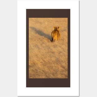 Lion walking away. Posters and Art